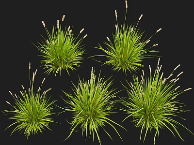 Natural Green Grass Clumps With White Spikelets On Black Background 3d model