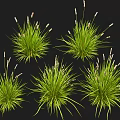 Natural Green Grass Clumps With White Spikelets On Black Background 3d model