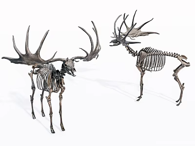 High Quality Medical Anatomical Animal Skeleton Models For Educational Devices 3d model