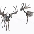 High Quality Medical Anatomical Animal Skeleton Models For Educational Devices
