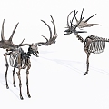 Modern Skeleton Giant Deer Skeleton 3d model