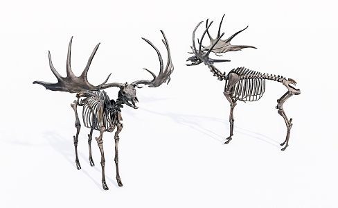 Modern Skeleton Giant Deer Skeleton 3d model