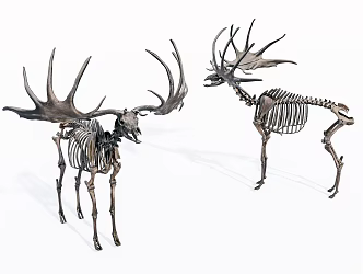 Modern Skeleton Giant Deer Skeleton 3d model