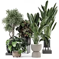 Assorted Indoor Bonsai and Potted Plants Featuring Large Leaves Colorful Foliage and Various Pots