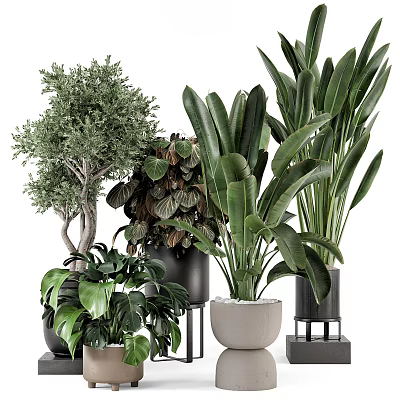 Assorted Indoor Bonsai and Potted Plants Featuring Large Leaves Colorful Foliage and Various Pots 3d model