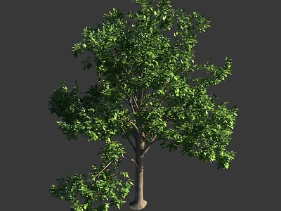 Lush Green Arbor Tree with Dense Foliage and Straight Trunk in Natural Scene 3d model
