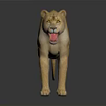 Standing Light Brown Lion With Open Mouth And Dark Background Reflection