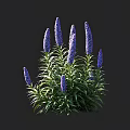 Purple Flowers With Green Leaves And Tall Stems On Black Background