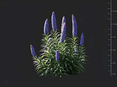 Purple Flowers With Green Leaves And Tall Stems On Black Background 3d model