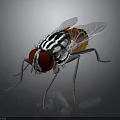 Detailed Fly With Red Large Eyes Black White Striped Body Transparent Wings And Orange Abdomen