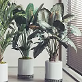 Various Large Potted Plants In White Pots With Black Bases Near Window Blinds Gray Walls