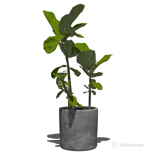 Bonsai Potted Plant with Large Green Leaves in Concrete Pot for Indoor Home Decoration 3d model 