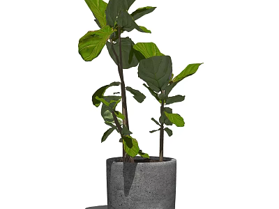 Bonsai Potted Plant with Large Green Leaves in Concrete Pot for Indoor Home Decoration 3d model