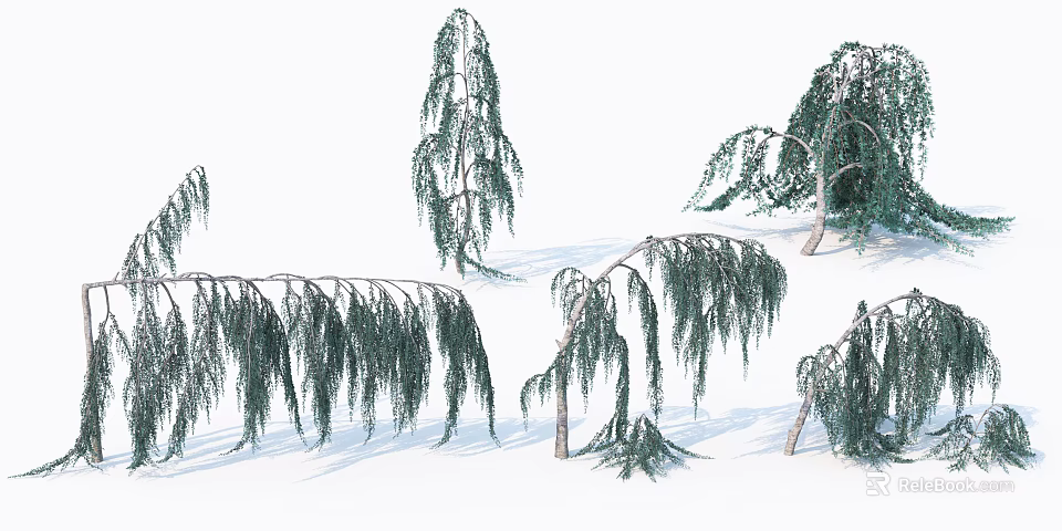 Multiple Weeping Willow Trees With Long Hanging Green Branches In Natural Scene 3d model 