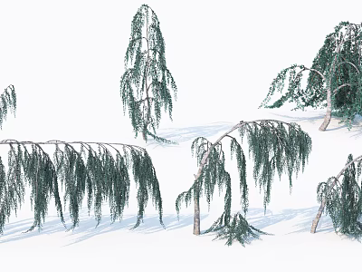 Multiple Weeping Willow Trees With Long Hanging Green Branches In Natural Scene 3d model
