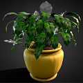 Lush Indoor Plant With Green And Silver Leaves In Yellow Pot