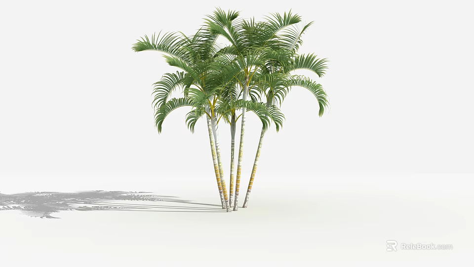 Lush Tropical Palm Trees With Green Fronds And Multiple Trunks Growing In Sunlit White Background 3d model 