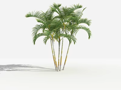 Lush Tropical Palm Trees With Green Fronds And Multiple Trunks Growing In Sunlit White Background 3d model