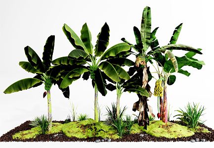 Modern banana tree banana tree banana tree flowers and plants vegetation 3d model