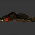 Distinctive Aquatic Animal With Black Body Large Mouth Fan Shaped Fins And Red Accents
