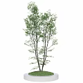 Arbor with Green Leaves Dark Trunk Circular White Base and Green Lawn