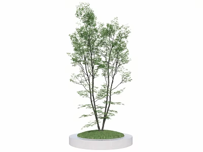 Arbor with Green Leaves Dark Trunk Circular White Base and Green Lawn 3d model