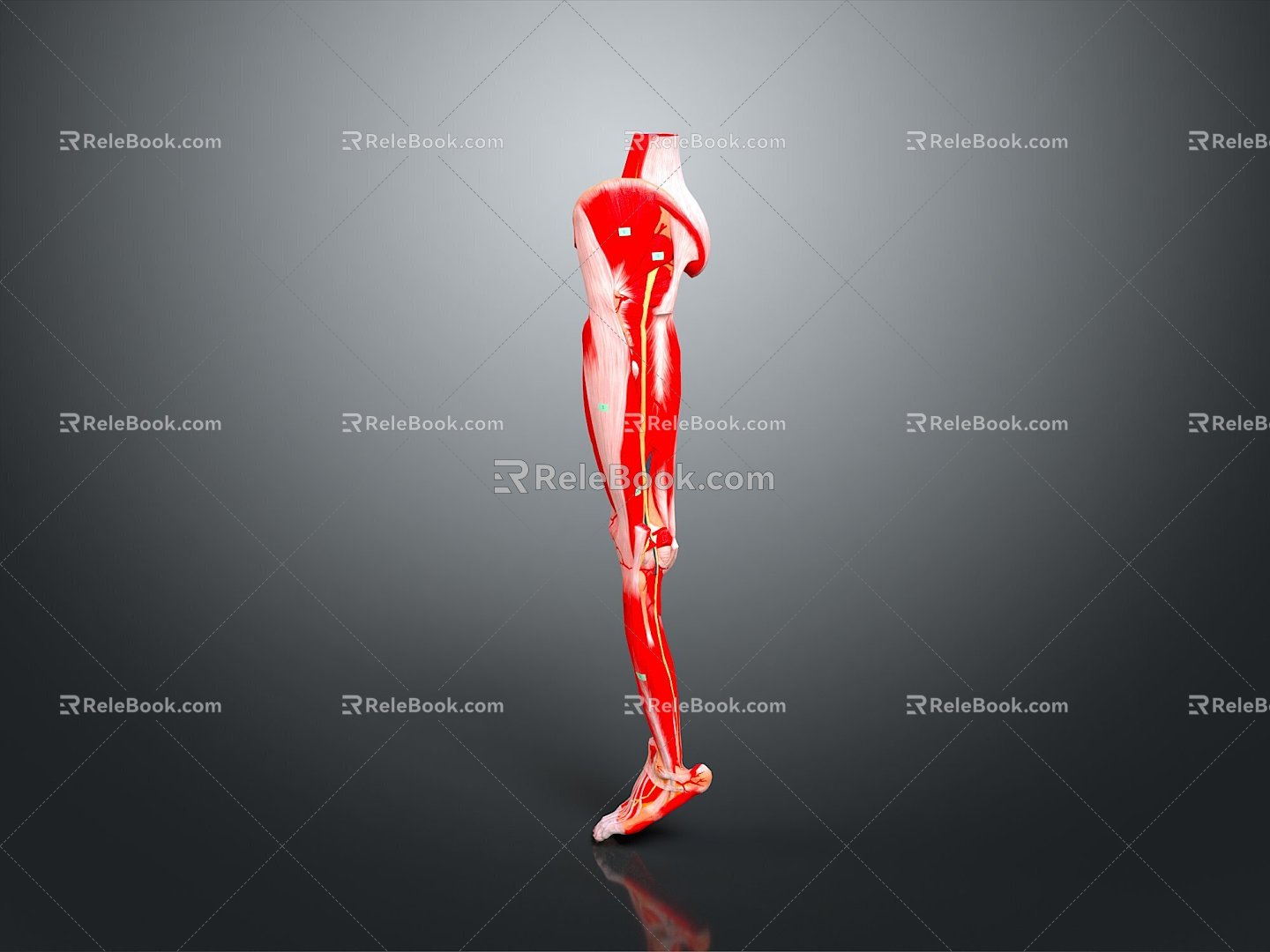 Muscle Anatomy Leg Muscle Lower Limb Muscle Organ Human Organ Model Human Organ Human Body 3d model