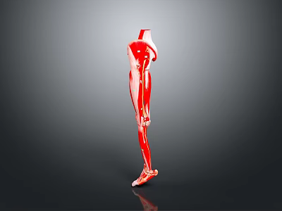 Red Human Anatomical Model Medical Device For Medical Education Demonstration And Learning 3d model