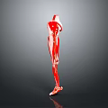 Red Human Anatomical Model Medical Device For Medical Education Demonstration And Learning