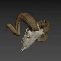 Detailed Ram Skull With Large Curved Horns On Black Background
