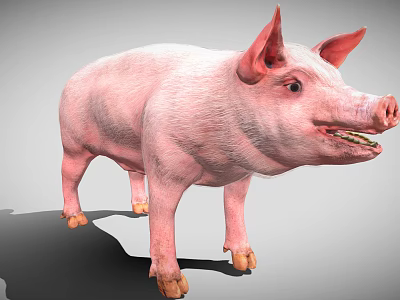 Standing Plump Pink Pig With Prominent Ears Open Mouth And Short Legs On Gray Background 3d model