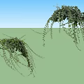 Lush Green Hanging Vines With Long Trailing Leaves For Natural Decor
