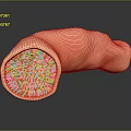 Medical Device 3D Anatomical Model of Human Organ with Tubular Structure and Red Internal Texture