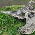 Natural Weathered Wood Log Surrounded By Green Grass And Lush Plants