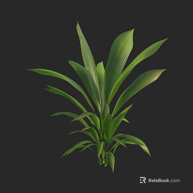 Vibrant Green Plant With Broad Healthy Leaves Against Black Background 3d model 