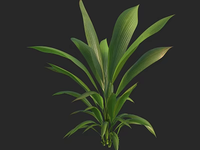 Vibrant Green Plant With Broad Healthy Leaves Against Black Background 3d model