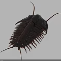 Dark Colored Reptile With Segmented Body Carapace Long Antennae And Multiple Legs