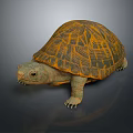 Detailed 3D Rendered Turtle With Orange And Black Patterned Shell