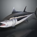 Realistic Tuna With Open Mouth And Black And White Body And Sharp Fins