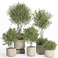 Bonsai Plants Olive Bonsai Trees in Cylindrical Neutral Colored Pots of Various Sizes
