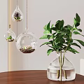 Indoor Plant Decor Hanging Glass Globes With Succulents Clear Vase Green Plant On Wooden Table