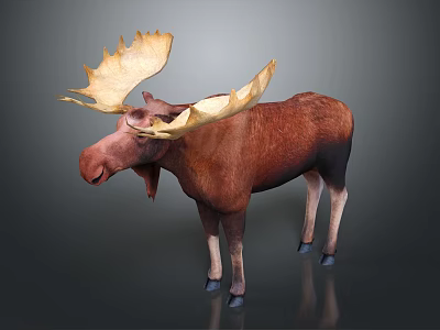 Realistic Brown Moose With Large Antlers Standing On Gray Background 3d model