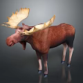 Realistic Brown Moose With Large Antlers Standing On Gray Background 3d model