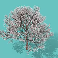 Vibrant Shrub With Pink Blossoms Against Light Blue Background And Shadow