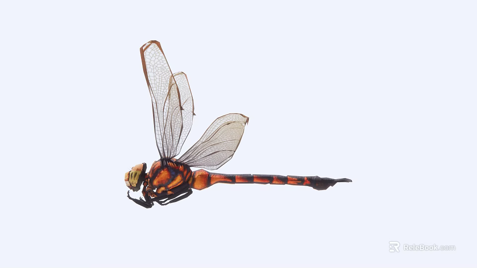 Detailed Close Up View Of Orange And Black Dragonfly With Transparent Wings 3d model 