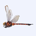 Detailed Close Up View Of Orange And Black Dragonfly With Transparent Wings