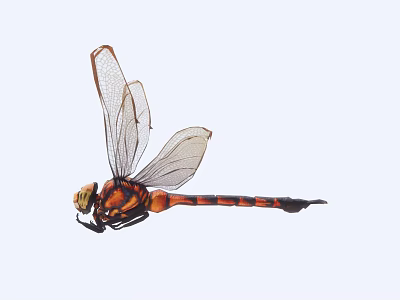 Detailed Close Up View Of Orange And Black Dragonfly With Transparent Wings 3d model