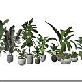 Variety of Green Potted Plants with Different Leaf Shapes and Decorative Pots