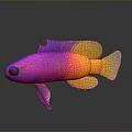 Vibrant Colorful Aquatic Fish With Pink Purple Yellow Scales And Reflection On Dark Background