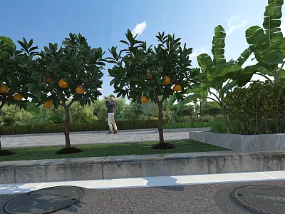 Garden Landscape Featuring Orange Trees With Ripe Oranges Banana Plants And Person Walking On Lawn 3d model